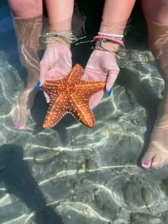 savingourocean-holding starfish