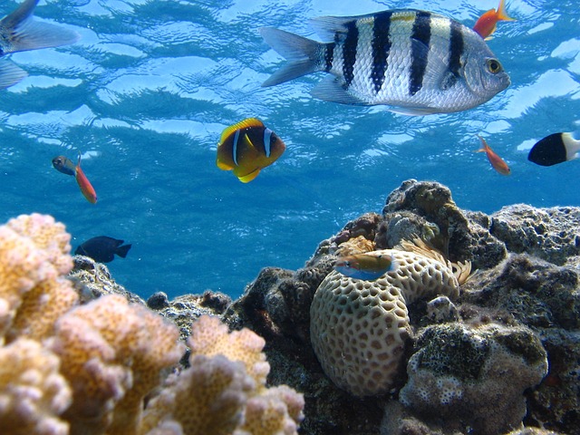 saveourocean-reef