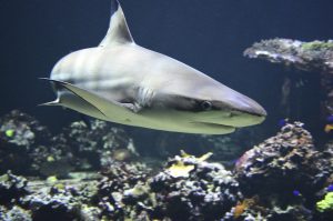 savingourocean-shark