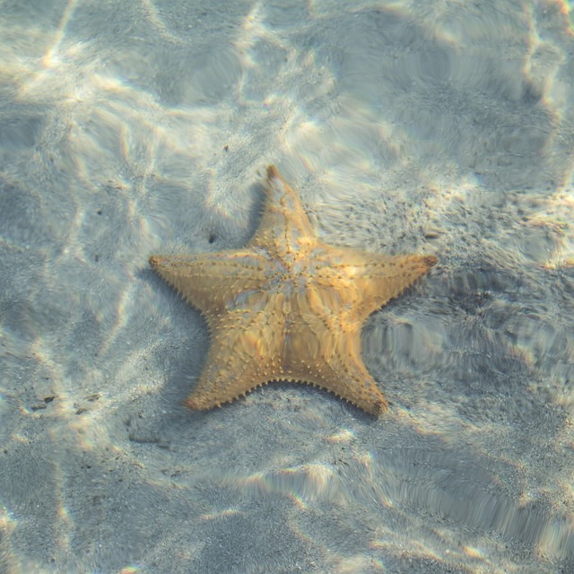 SavingOurOcean-Star