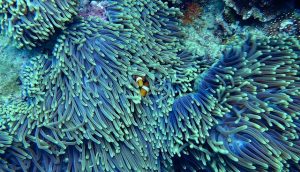 savingourocean-CoralReefs