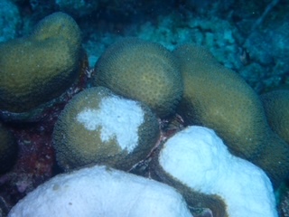 savingourocean-coral bleaching